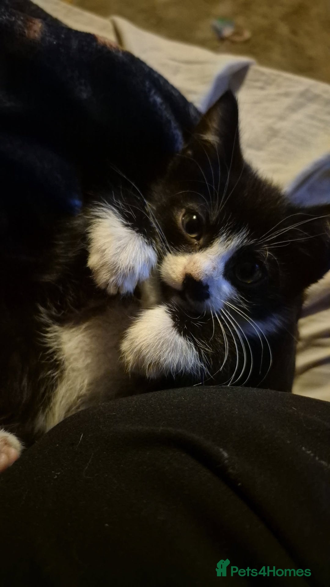 Domestic Shorthair cats for sale: Little chonk  - Image 1