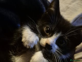 Domestic Shorthair cats - Advert 4