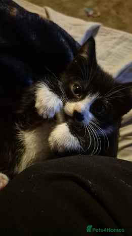 Domestic Shorthair cats - Advert 4