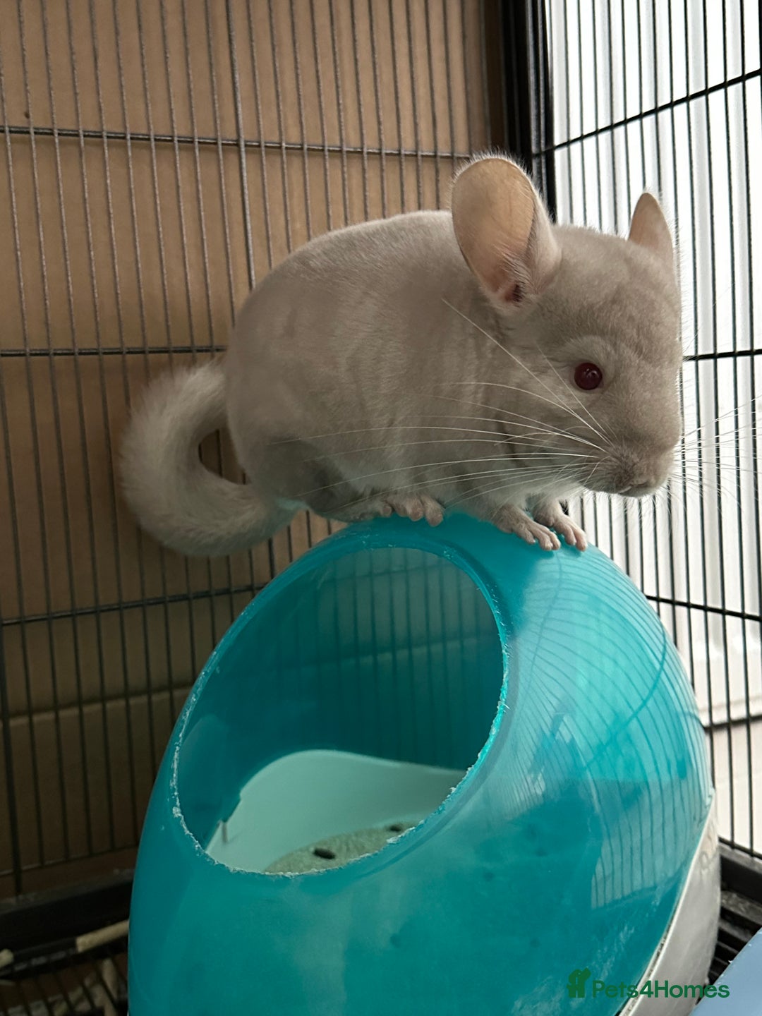 Chinchilla rodents for sale: 2 Male Brothers To Stay Together 8 Months Old - Advert 3