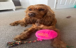 Cocker Spaniel dogs for sale: Stunning Show type Cocker Spaniels - Image 13