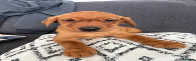 Labrador Retriever 6