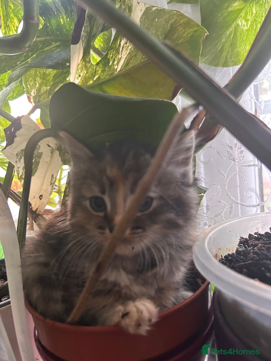 Perdoll cats for sale: Ragdoll cross kitten (all available)😻 - Image 6
