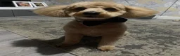Poochon dogs for stud: Rex male Poochon for stud in Heywood  - Advert 5