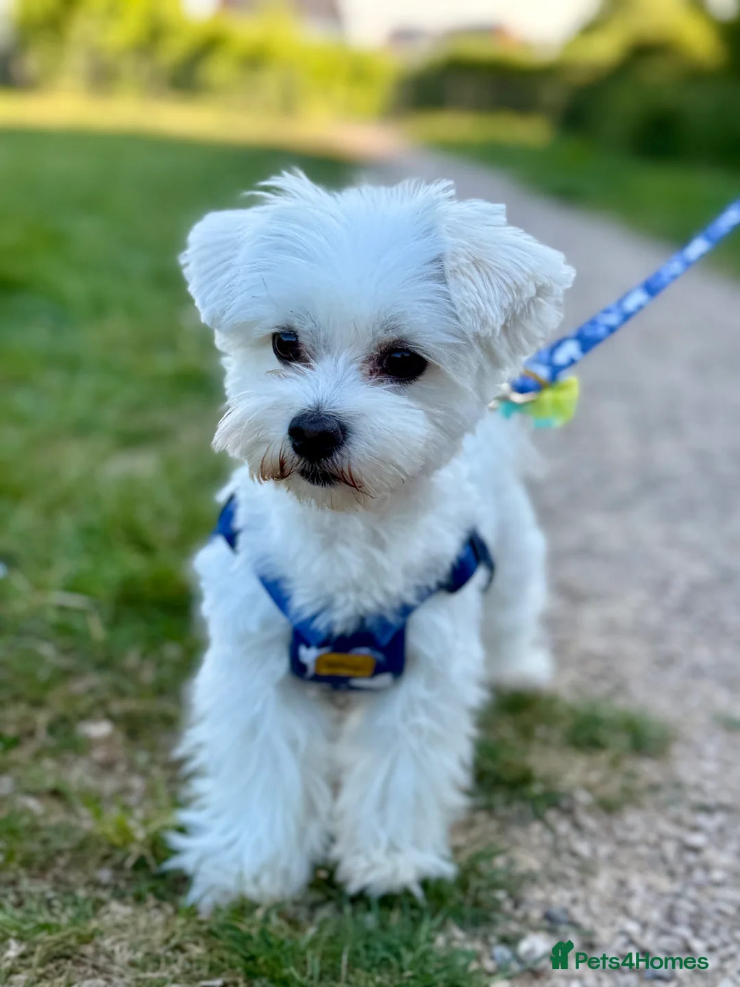 Maltese dogs for stud: Amazing  Teddy 😍 Purebred Maltese boy for stud 🥰 in Wokingham - Advert 2