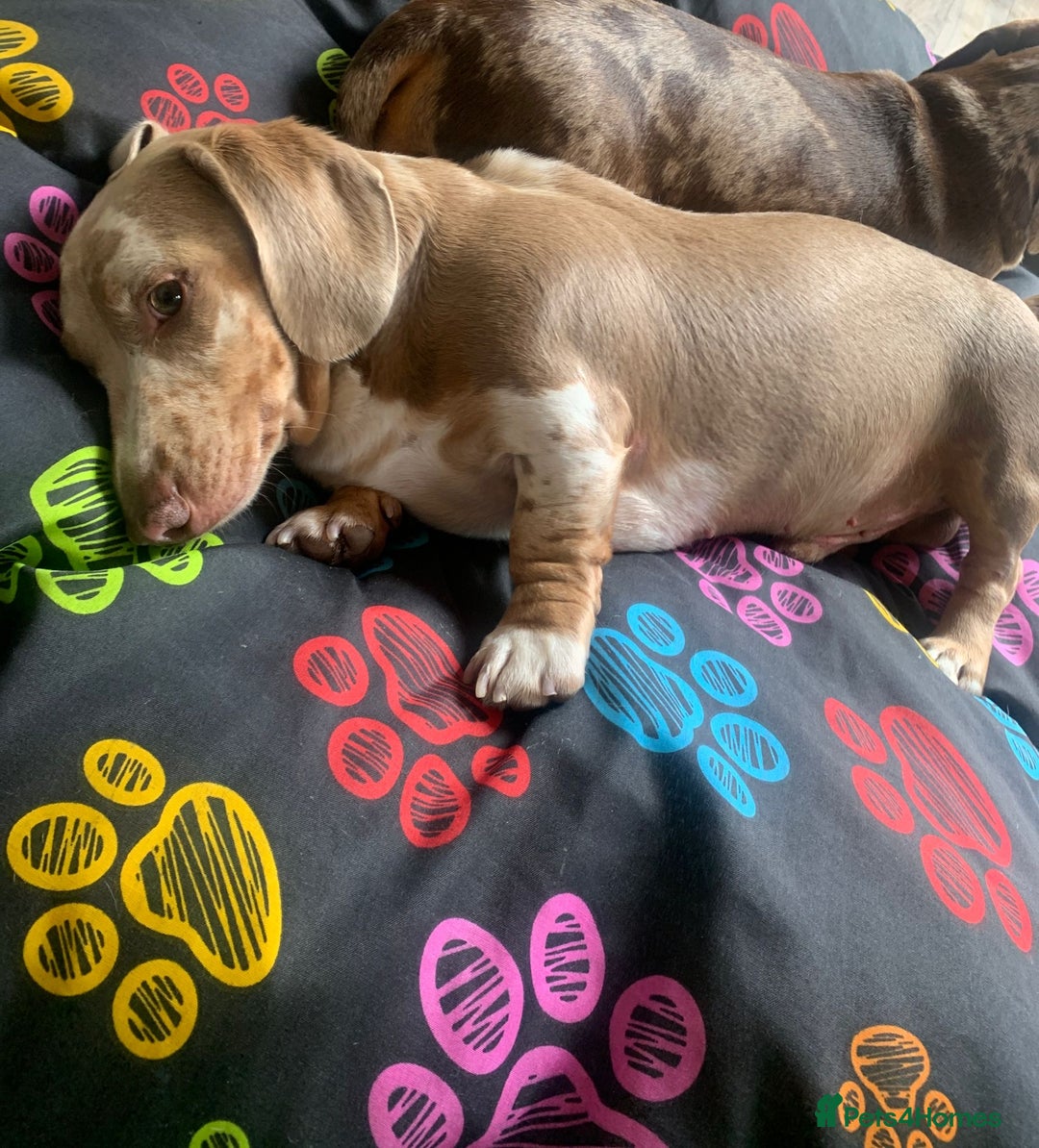 Miniature Dachshund dogs for stud: Miniature Dachshund Stud KC registered.  in Derby - Advert 6