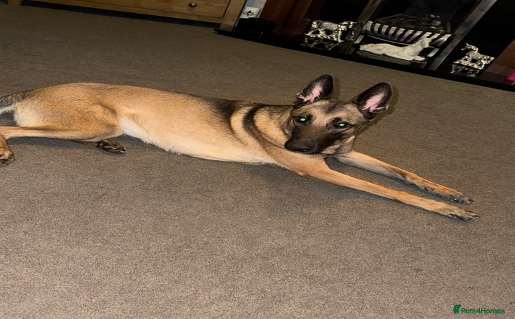 Belgian Shepherd Dog dogs - Advert 3