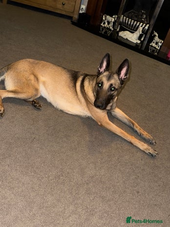 Belgian Shepherd Dog dogs - Advert 3