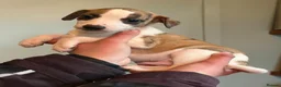 Whippet dogs for sale: 7 gorgeous whippet puppies! All ready leave  - Advert 1