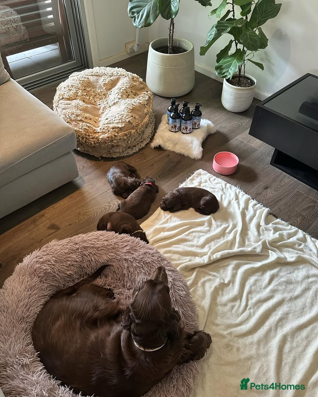 Field Spaniel dogs Field Pups Ready for Their Forever Homes 🐾 - Advert 2