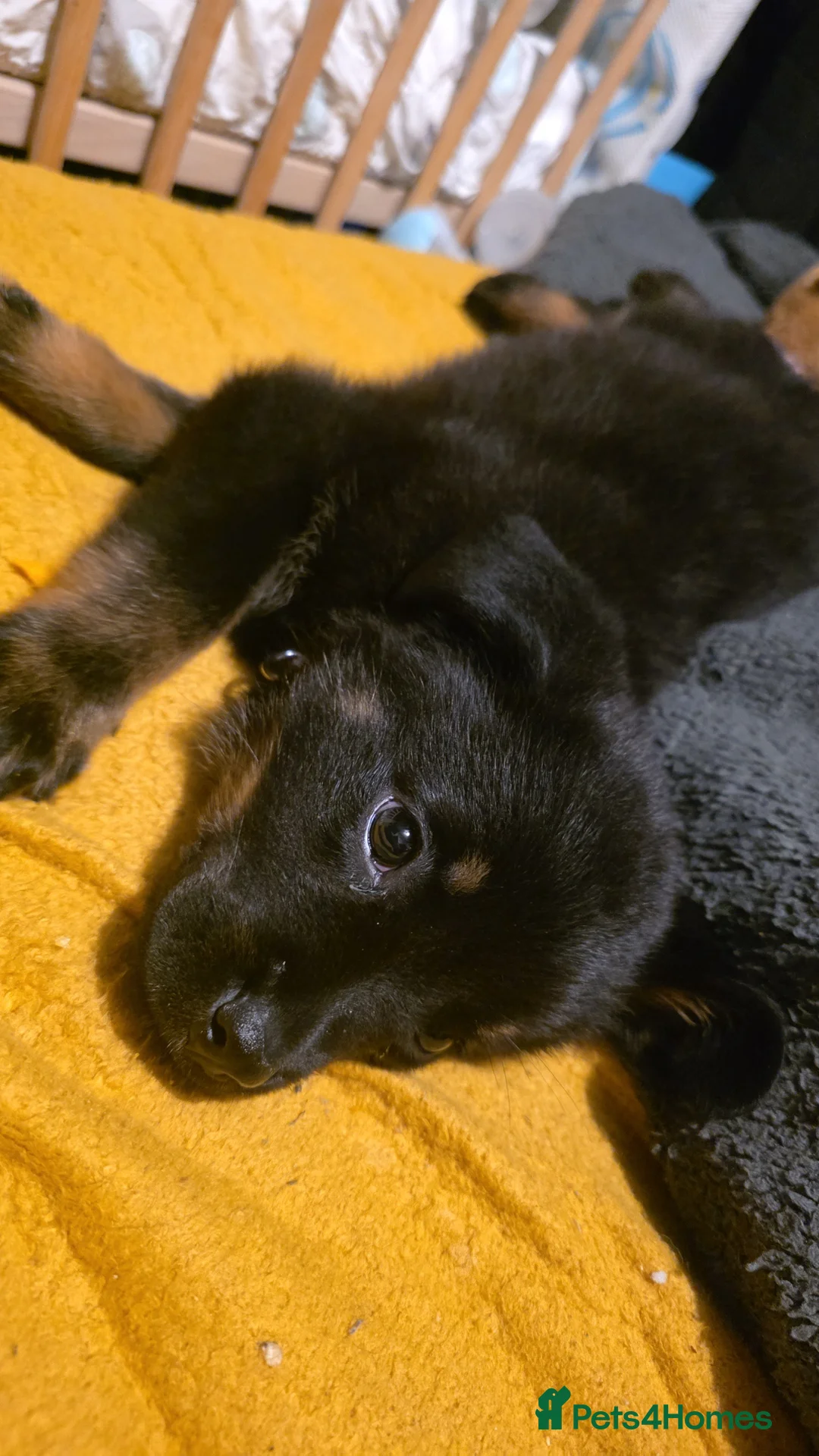 Mixed Breed dogs for sale: Beautiful pup looking for forever sofa  - Advert 8