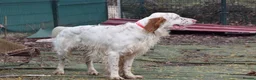 English Setter dogs for adoption: Aramis - Advert 3