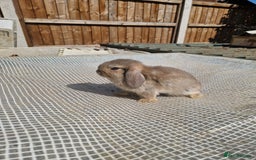 Mini Lop rabbits for sale: Lop Rabbit Girls - Image 3