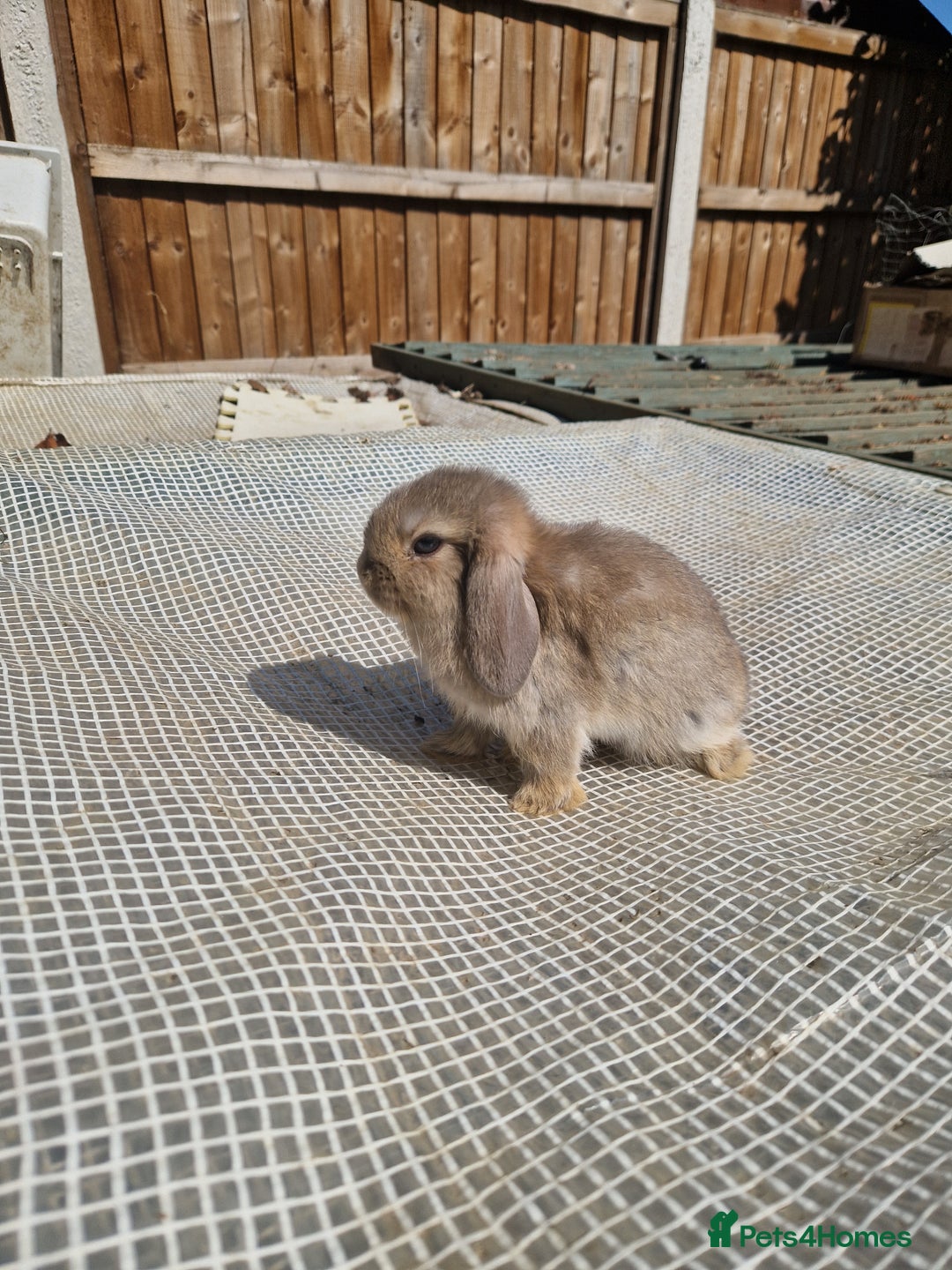Mini Lop rabbits for sale: Lop Rabbit Girls - Image 3
