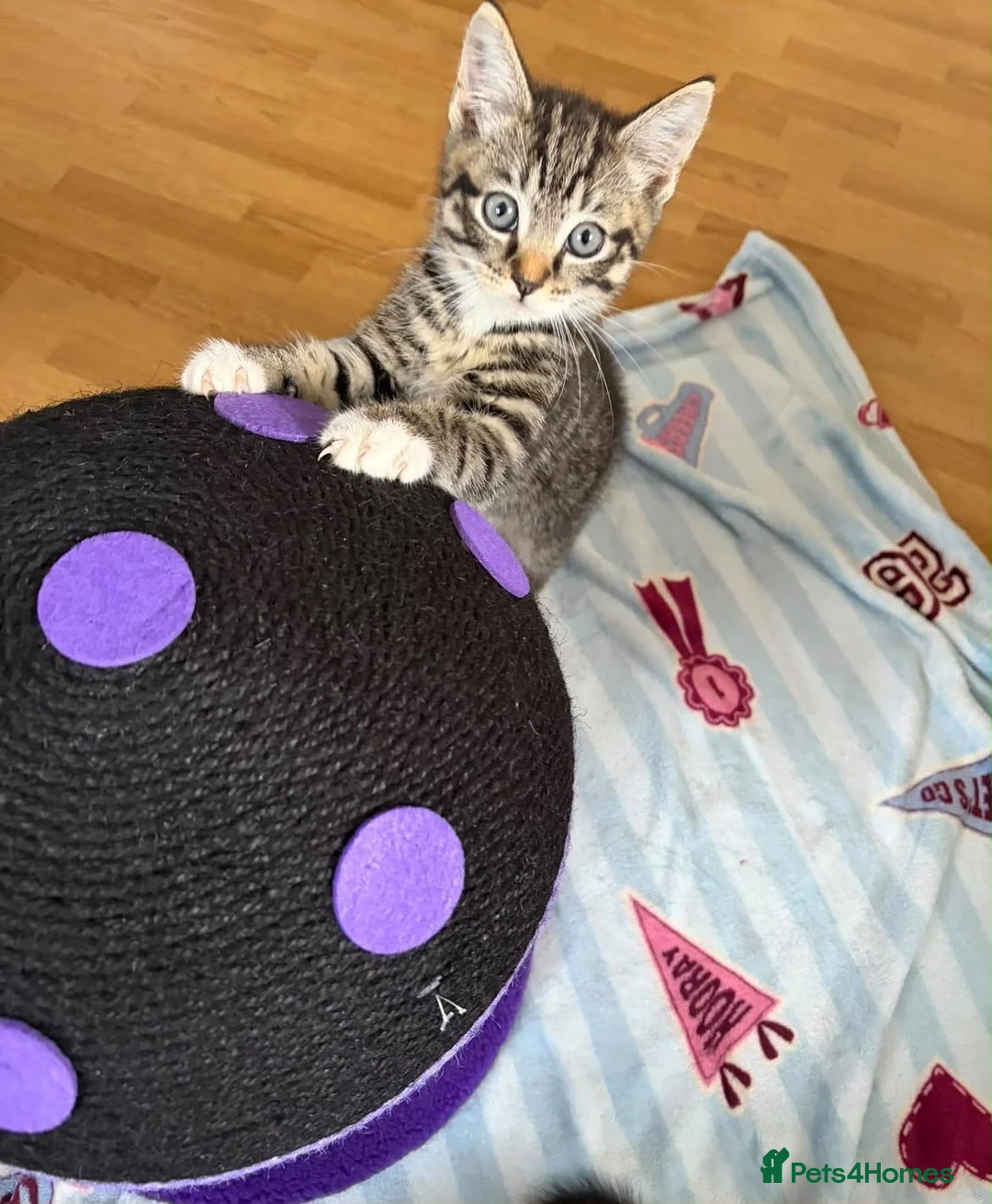 Mixed Breed cats for sale: Kittens for sale  - Advert 35