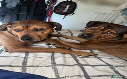 American Bull Staffy dogs for stud: Crash Bandicoot Staffweiler e ATAT d DNA tested ✅✅ - Image 26