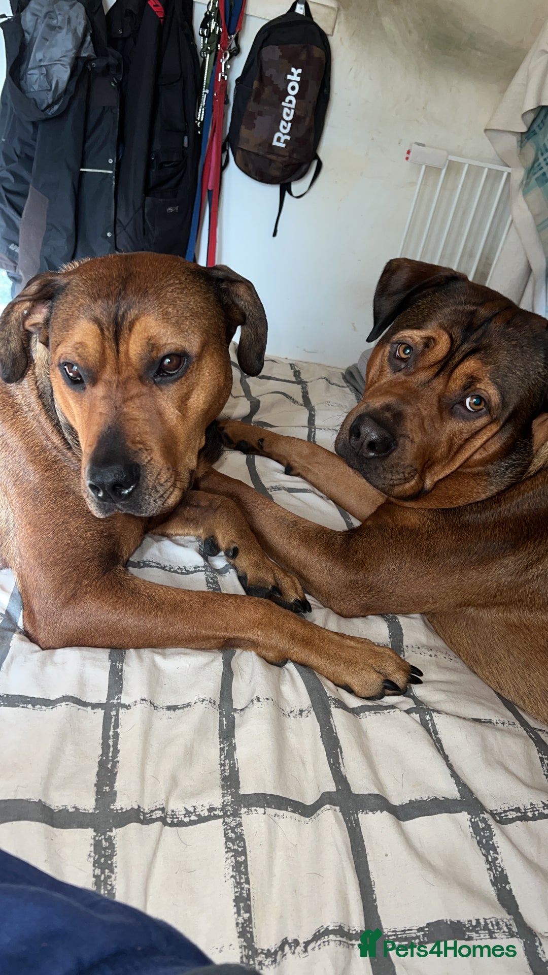 American Bull Staffy dogs for stud: Crash Bandicoot Staffweiler e ATAT d DNA tested ✅✅ - Image 26