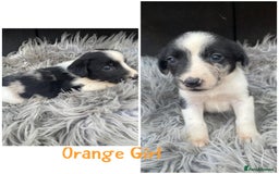 Sprollie dogs for sale: 🩶Beautiful sprollie puppies🩶  - Image 8