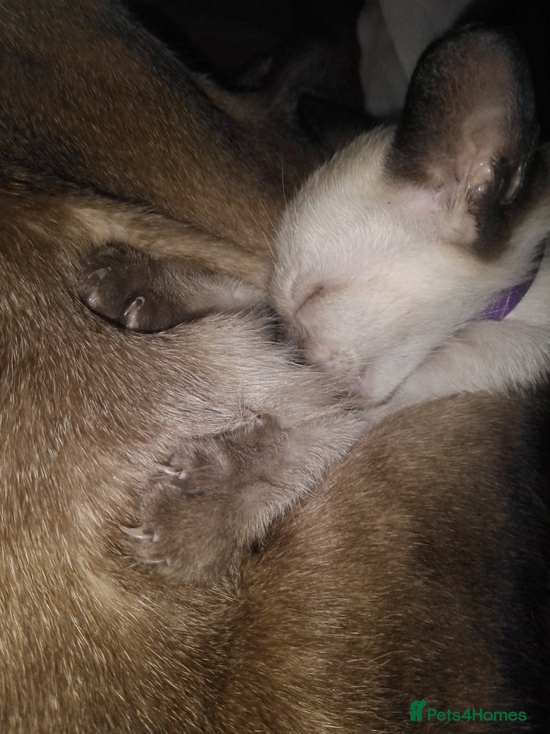Siamese cats for sale: SIAMESE KITTENS - Image 4