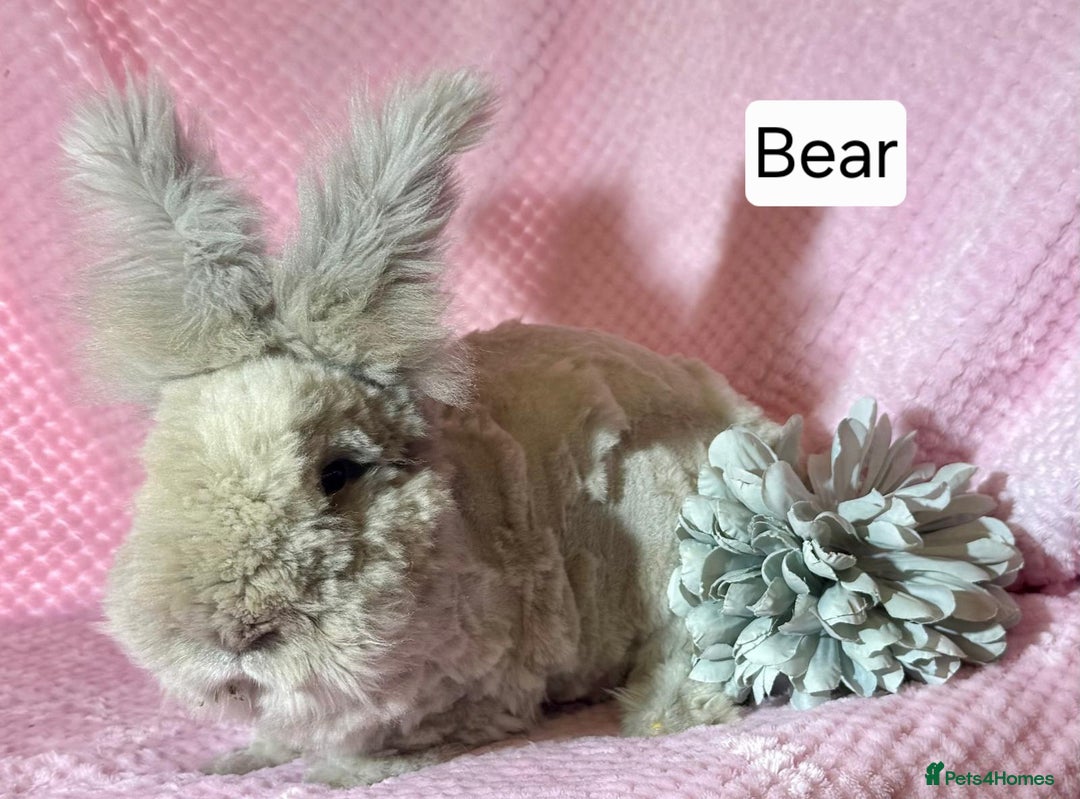Angora rabbits for sale: Poor little man... - Image 24