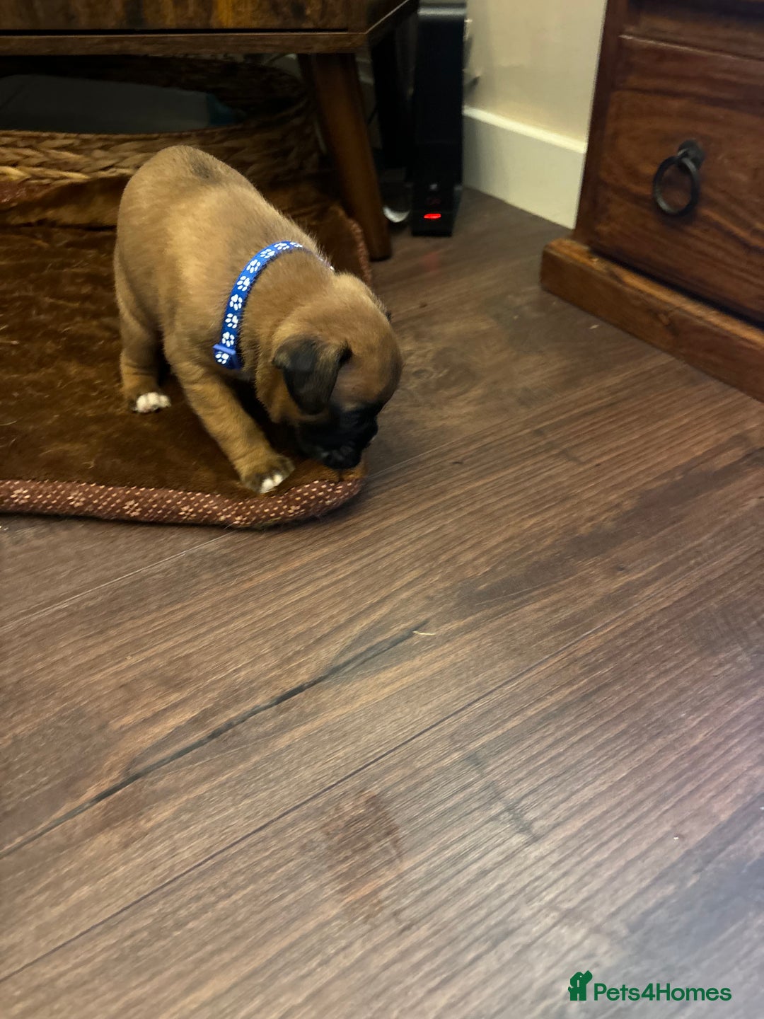 Boxer dogs for sale: Boxer puppies 5 bitches 1 boy  - Advert 11