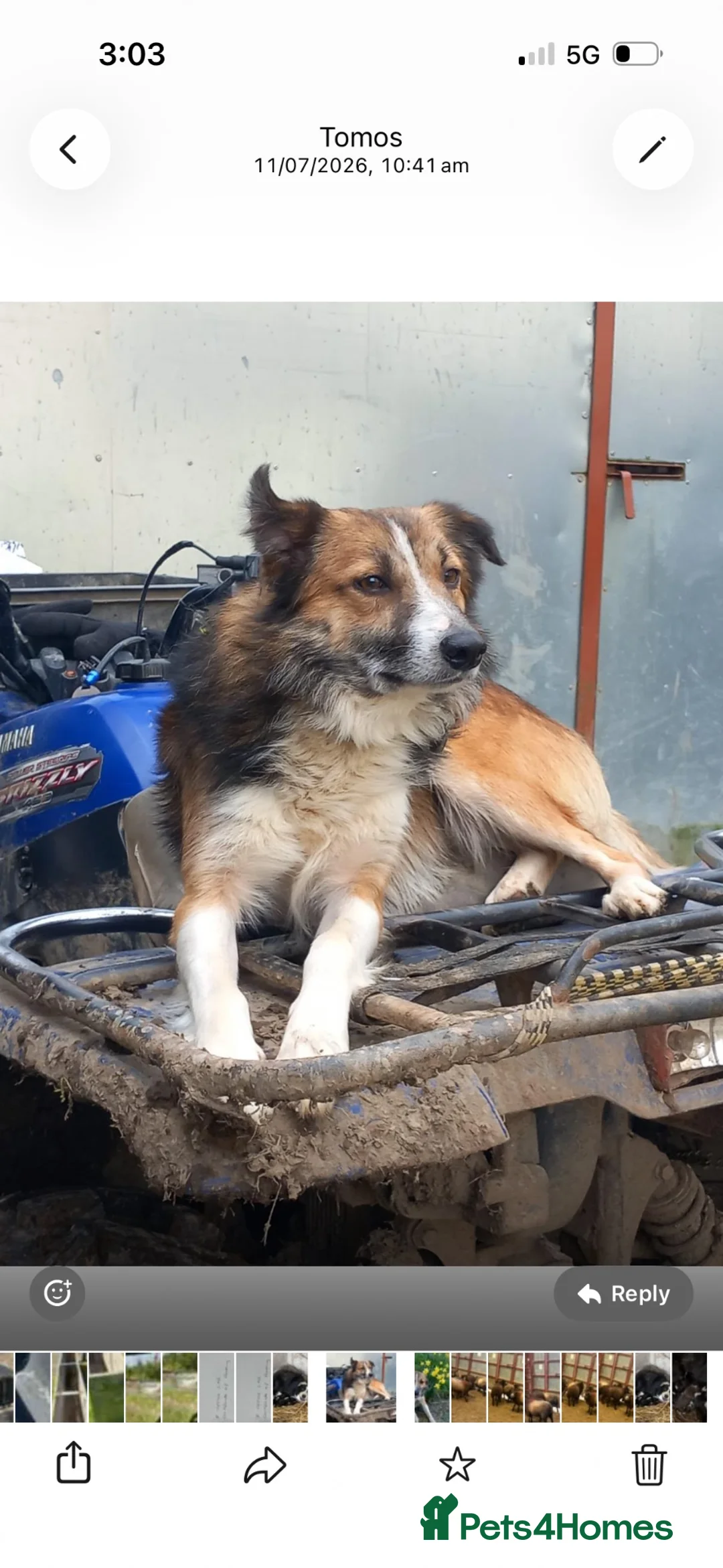 Border Collie dogs for sale: 6 border collie puppies  - Advert 8
