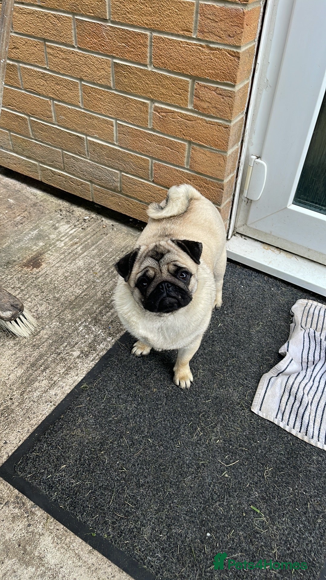 Pug dogs for sale: Grown up pug - Advert 11