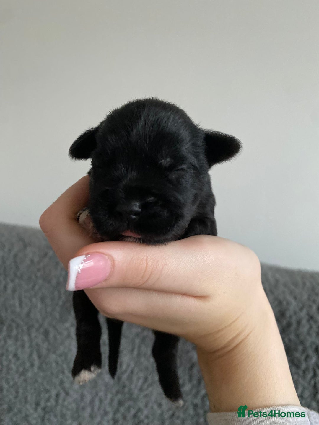 Miniature Schnauzer dogs for sale: KC MAC Quality Black Miniature schnauzers  - Advert 10