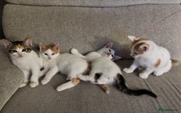 Domestic Shorthair cats for sale: Sweet, Playful Kittens Ready for Loving Homes 🐱 - Image 1