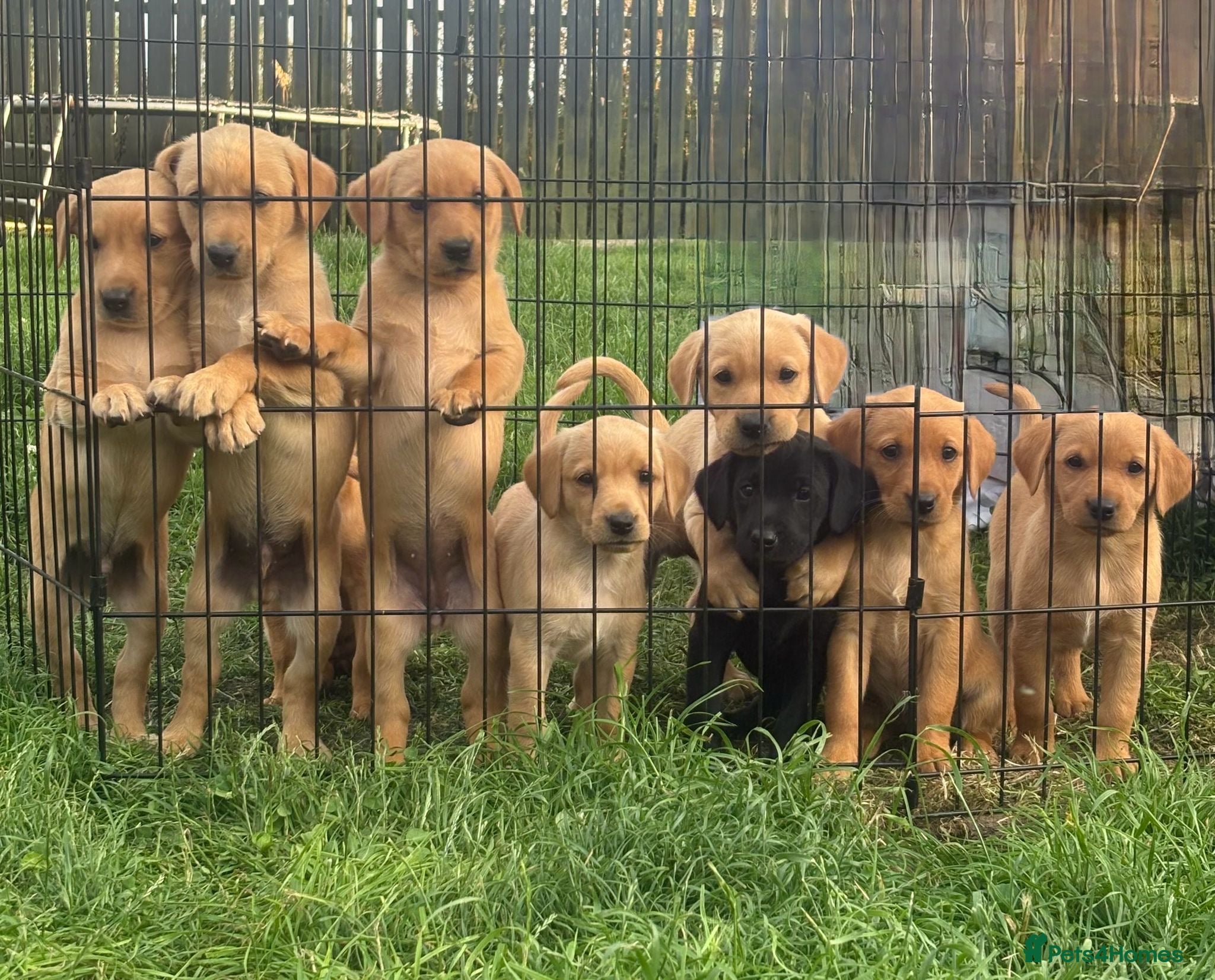 Labrador Retriever dogs Working Labrador Puppies  - Advert 4