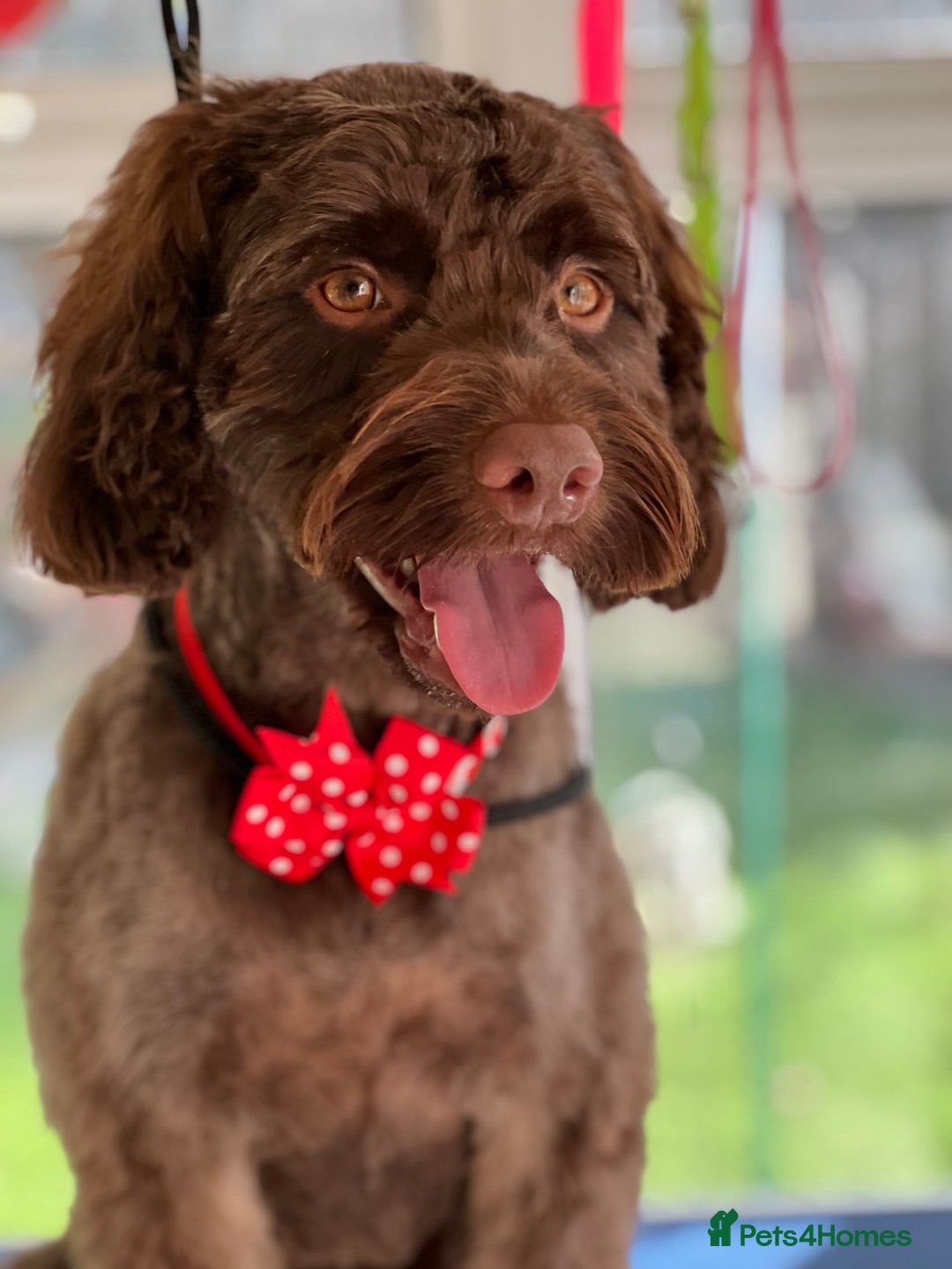 Cockapoo dogs for stud: Remy 18 month old F1 cockapoo for stud  - Image 4