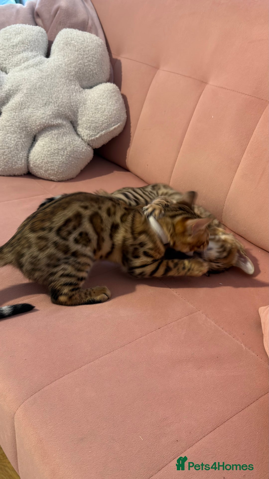Bengal cats for sale: Bengal kittens TICA ready to leave NOW♥️🐈 - Advert 5