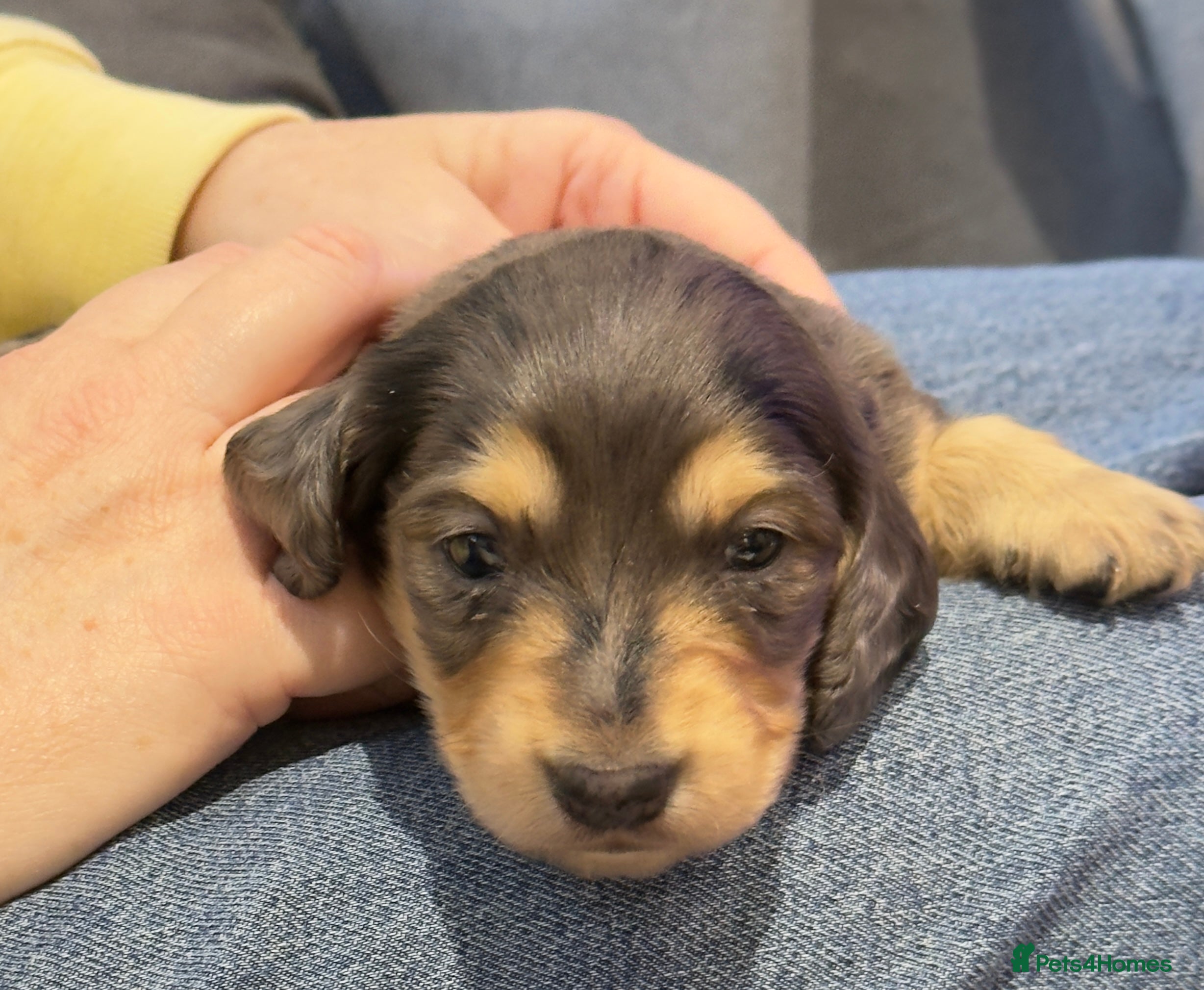 Miniature Dachshund dogs Litter of 5 stunning puppies - Advert 1