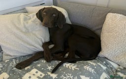 Mixed Breed dogs for sale: Beautiful Weimaraner X Visla - Image 3
