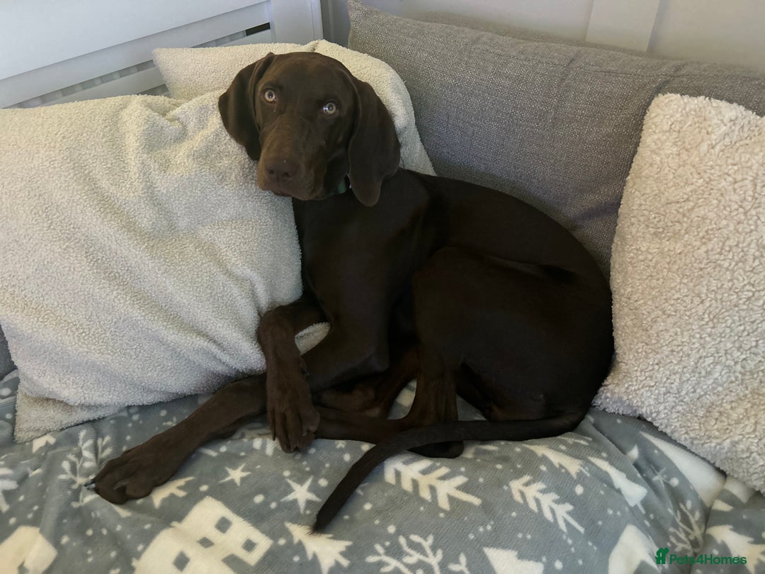 Mixed Breed dogs for sale: Beautiful Weimaraner X Visla - Image 3