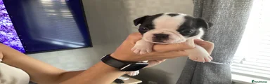 Boston Terrier 4