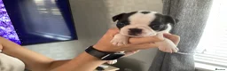 Boston Terrier dogs for sale: 5 BEAUTIFUL BOSTON TERRIER PUPPIES  - Advert 21