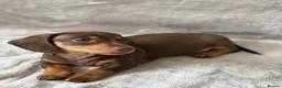 Miniature Dachshund dogs for sale: Chocolate and tan short haired mini dachshund  - Advert 3
