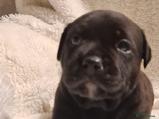 Staffordshire Bull Terrier dogs 1 Beautiful Black boy left pure Staffy - Advert 3