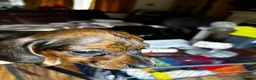 Miniature Dachshund dogs for sale: Red brindle miniature smooth dachshunds  in Swindon - Advert 15