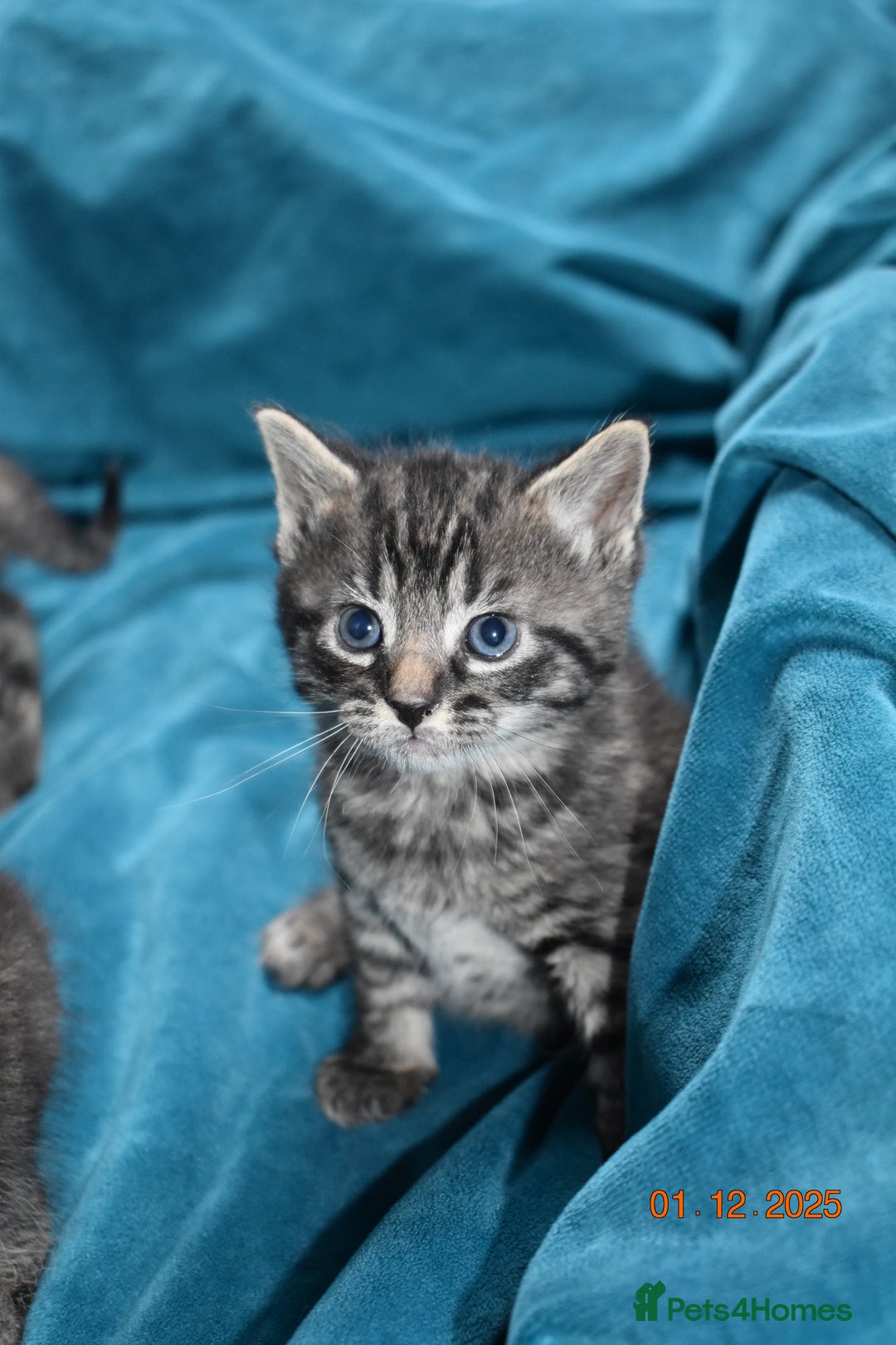 Mixed Breed cats for sale: 5 gorgeous kittens for reservation  - Advert 8