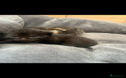 Domestic Shorthair cats for sale: 3 Beautiful kittens  - Image 6