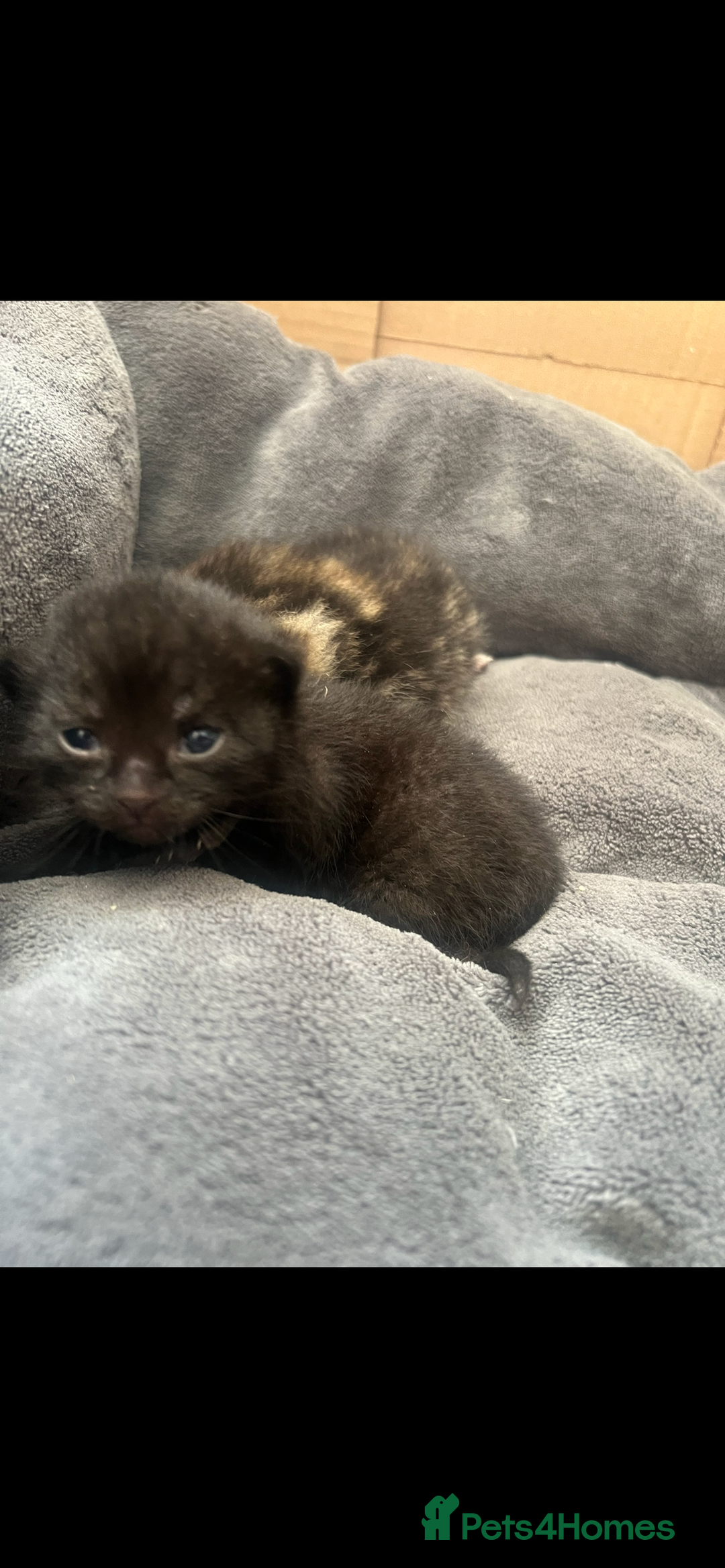 Domestic Shorthair cats for sale: 3 Beautiful kittens  - Image 6