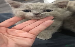 British Shorthair cats for sale: Stunning fluffy kittens  - Image 21