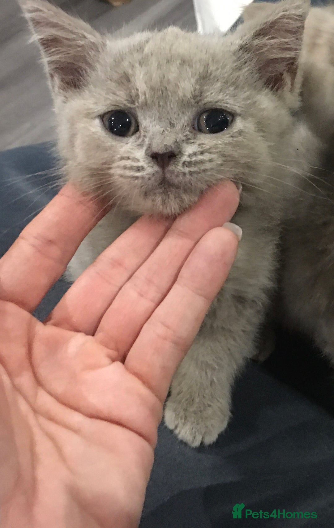 British Shorthair cats for sale: Stunning fluffy kittens  - Image 21