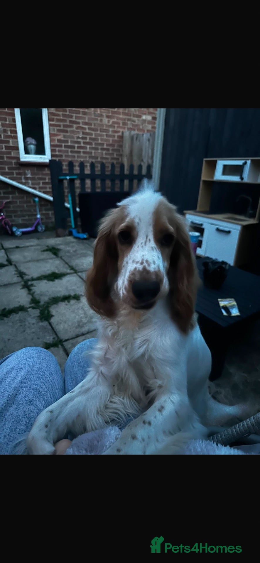 Cocker Spaniel dogs for sale: Rehome - Advert 23