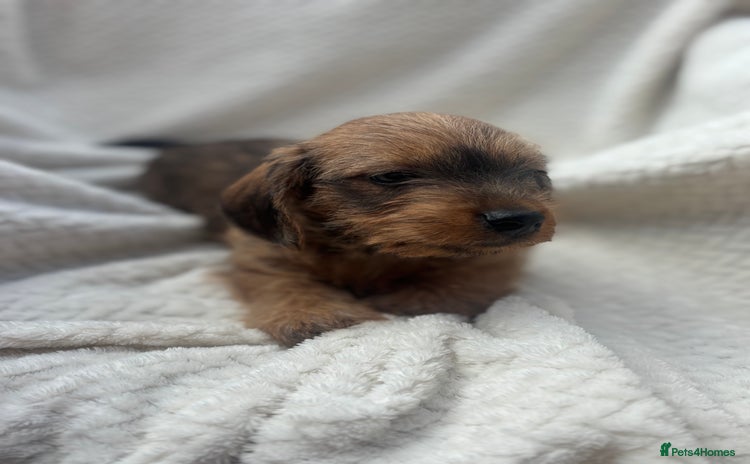 Mixed Breed dogs - Advert 4