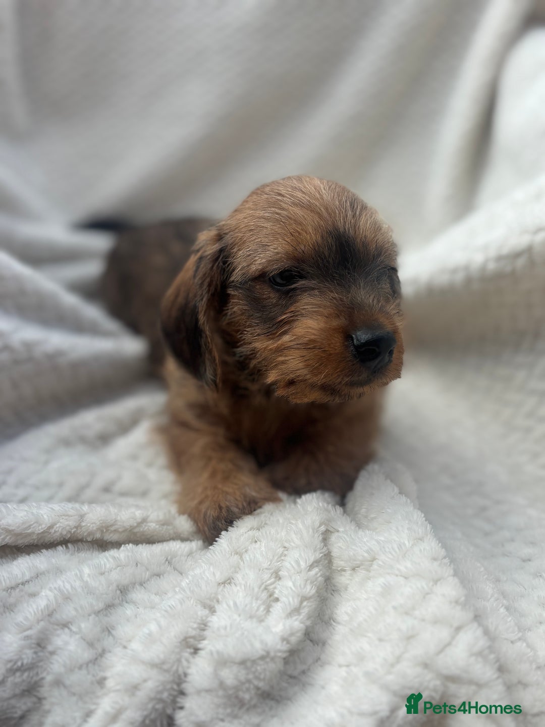 Mixed Breed dogs for sale: Dorkie puppies  - Image 1