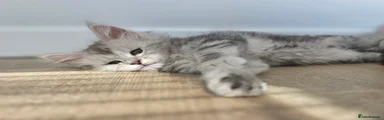 Maine Coon 3 - Blue boy
