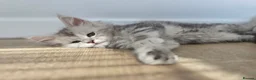 Maine Coon cats for sale: 🐾 Maine Coon Kittens Looking for Loving Homes 🐾 - Advert 25